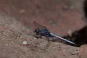 DPPhotography - Namibia - Julia skimmer - Orthetrum julia - A