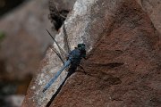 DPPhotography - Namibia - Julia skimmer - Orthetrum julia - C