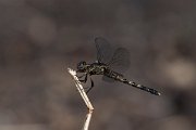 DPPhotography - Namibia - Julia skimmer - Orthetrum julia - D