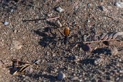 DPPhotography - Namibia - Karoo balbyter sugar ant - Camponotus fulvopilosus - A