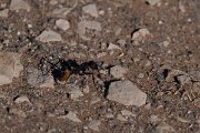 DPPhotography - Namibia - Karoo balbyter sugar ant - Camponotus fulvopilosus - B