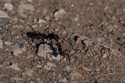 DPPhotography - Namibia - Karoo balbyter sugar ant - Camponotus fulvopilosus - C