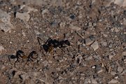 DPPhotography - Namibia - Karoo balbyter sugar ant - Camponotus fulvopilosus - D