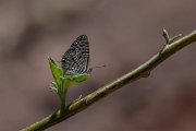 DPPhotography - Namibia - Lang's short-tailed blue - Leptotes pirithous - A