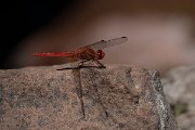 DPPhotography - Namibia - Little scarlet - Crocothemis sanguinolenta - A