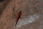 DPPhotography - Namibia - Little scarlet - Crocothemis sanguinolenta - B