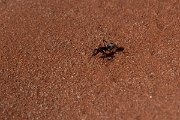 DPPhotography - Namibia - Namib Desert dune ant - Camponotus detritus - A