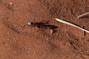 DPPhotography - Namibia - Namib Desert dune ant - Camponotus detritus - B