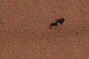 DPPhotography - Namibia - Namib Desert dune ant - Camponotus detritus - E