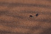 DPPhotography - Namibia - Namib Desert dune ant - Camponotus detritus - F