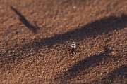 DPPhotography - Namibia - Namib Desert dune ant - Camponotus detritus - G