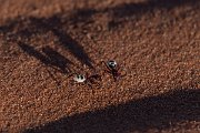 DPPhotography - Namibia - Namib Desert dune ant - Camponotus detritus - J