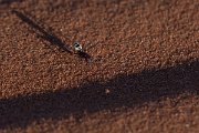 DPPhotography - Namibia - Namib Desert dune ant - Camponotus detritus - K