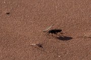 DPPhotography - Namibia - Spider hunting wasp - Pompilid Wasp - A