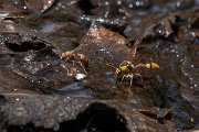 DPPhotography - Namibia - Wasp - Delta species - A