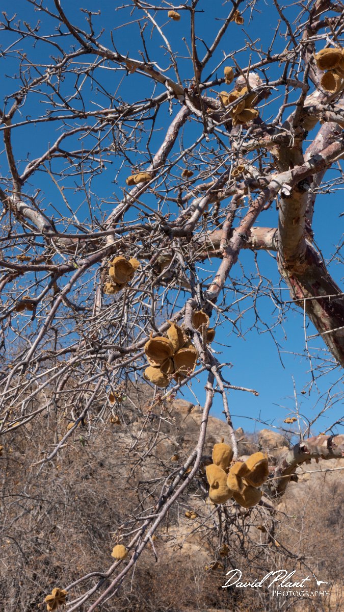 DPPhotography - Namibia - African star-chestnut - Sterculia africana - A.jpg - African star-chesnut, Sterculia africana - Erongo Mountains
