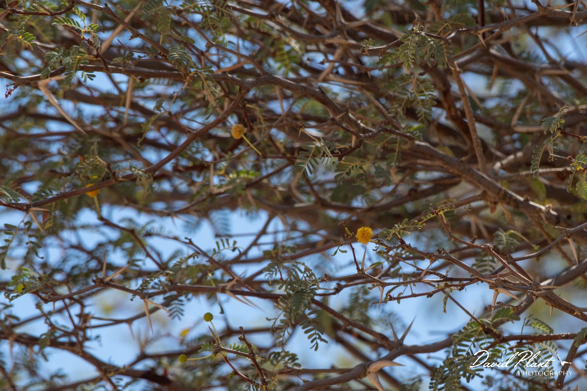 DPPhotography - Namibia - Camel thorn - Vachellia erioloba - A.jpg - Camel thorn, Vachellia erioloba - Namib-Naukluft National Park