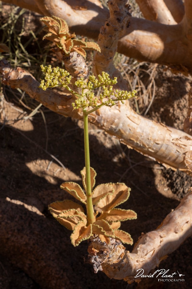 DPPhotography - Namibia - Cobas - Cyphostemma currorii - A.jpg - Cobas, Cyphostemma currorii - Spitzkoppe