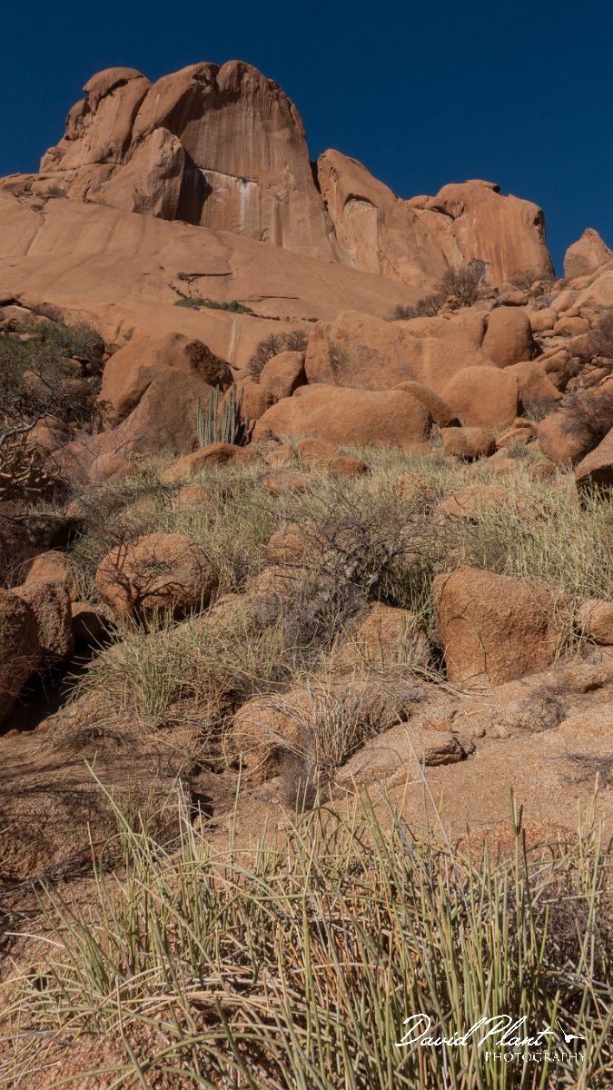 DPPhotography - Namibia - Damara milk-bush - Euphorbia damarana - A.jpg - Damara milk-bush, Euphorbia damarana - Spitzkoppe