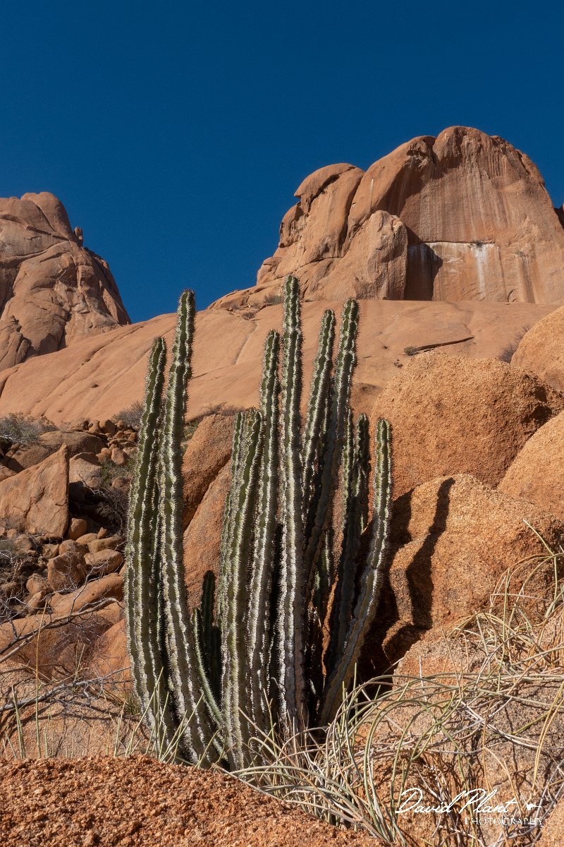 DPPhotography - Namibia - Gifboom - Euphorbia virosa - A.jpg - Gifboom, Euphorbia virosa - Spitzkoppe