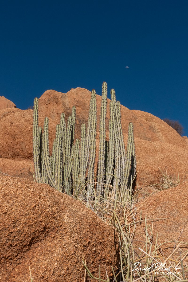 DPPhotography - Namibia - Gifboom - Euphorbia virosa - B.jpg - Gifboom, Euphorbia virosa - Spitzkoppe