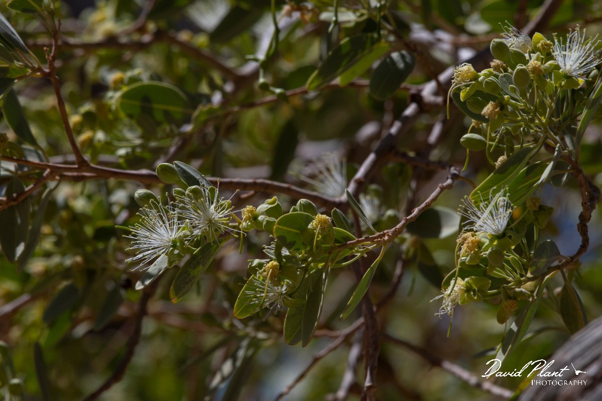 DPPhotography - Namibia - Maerua schinzii, Ringwood tree - A.jpg - Ringwood tree, Maerua schinzii - Namib-Naukluft National Park, Namibia