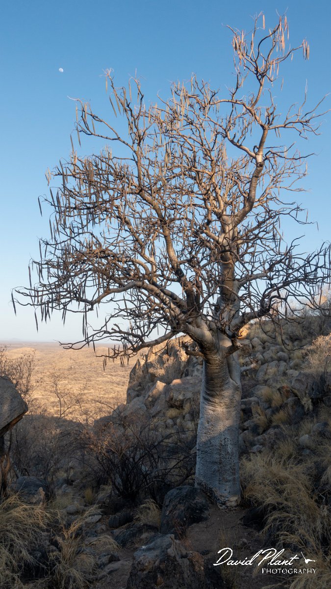 DPPhotography - Namibia - Moringa ovalifolia, African moringo - A.jpg - African moringo, Moringa ovalifolia - Erongo Mountains, Namibia