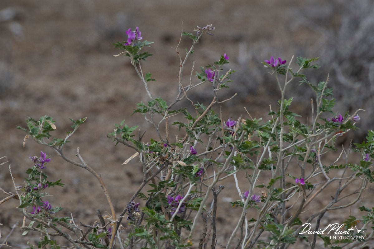 DPPhotography - Namibia - Mundulea sericea, Cork bush - A.jpg - Cork bush, Mundulea sericea - Etosha National Park, Namibia