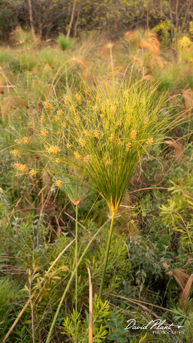 DPPhotography - Namibia - Papyrus Sedge - Cyperus papyrus - A.jpg - Papyrus sedge, Cyperus papyrus - Popa Falls