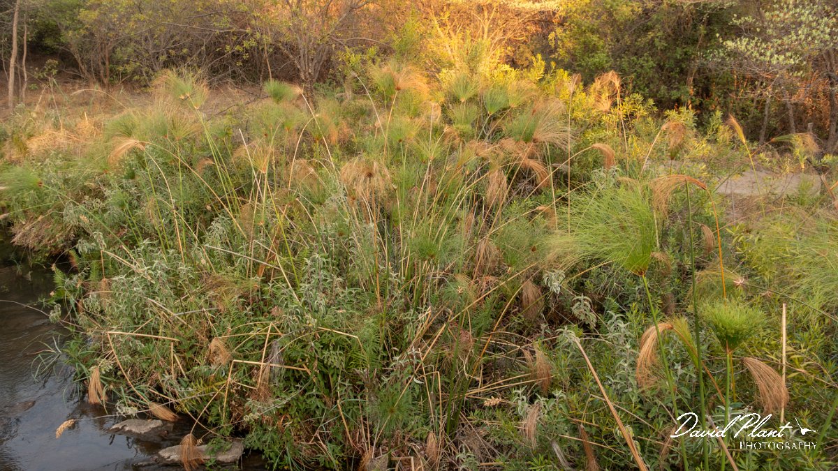 DPPhotography - Namibia - Papyrus Sedge - Cyperus papyrus - B.jpg - Papyrus sedge, Cyperus papyrus - Popa Falls