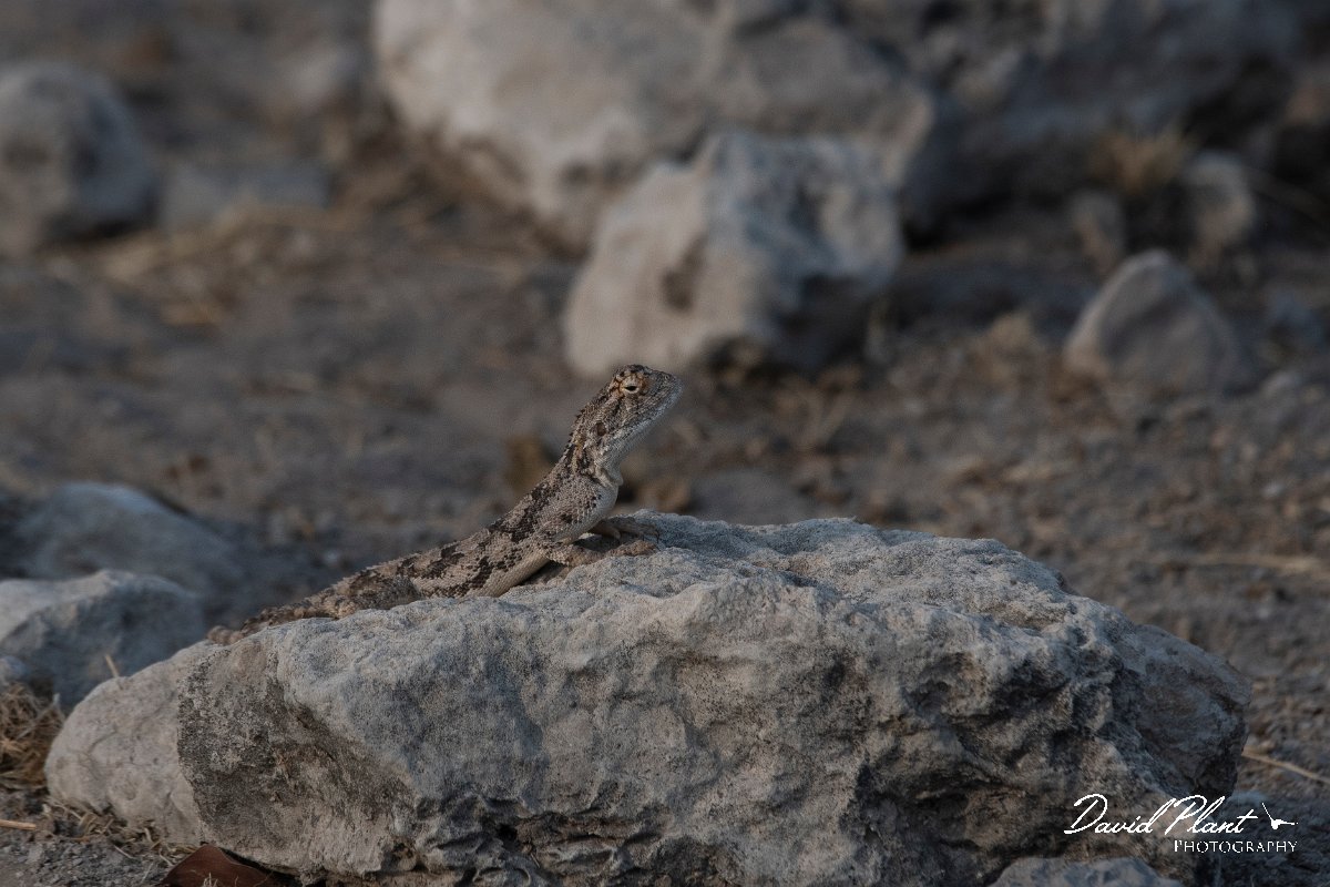 DPPhotography - Namibia - Etosha agama - B.jpg - Etosh agama - Etosha National Park