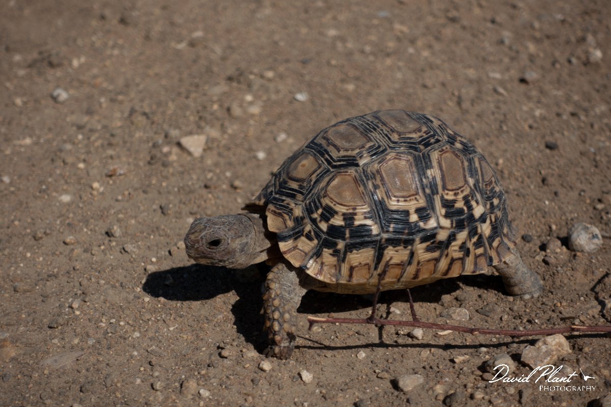 DPPhotography - Namibia - Leopard tortoise - A.jpg - Leopard tortoise - Hoba meteorite