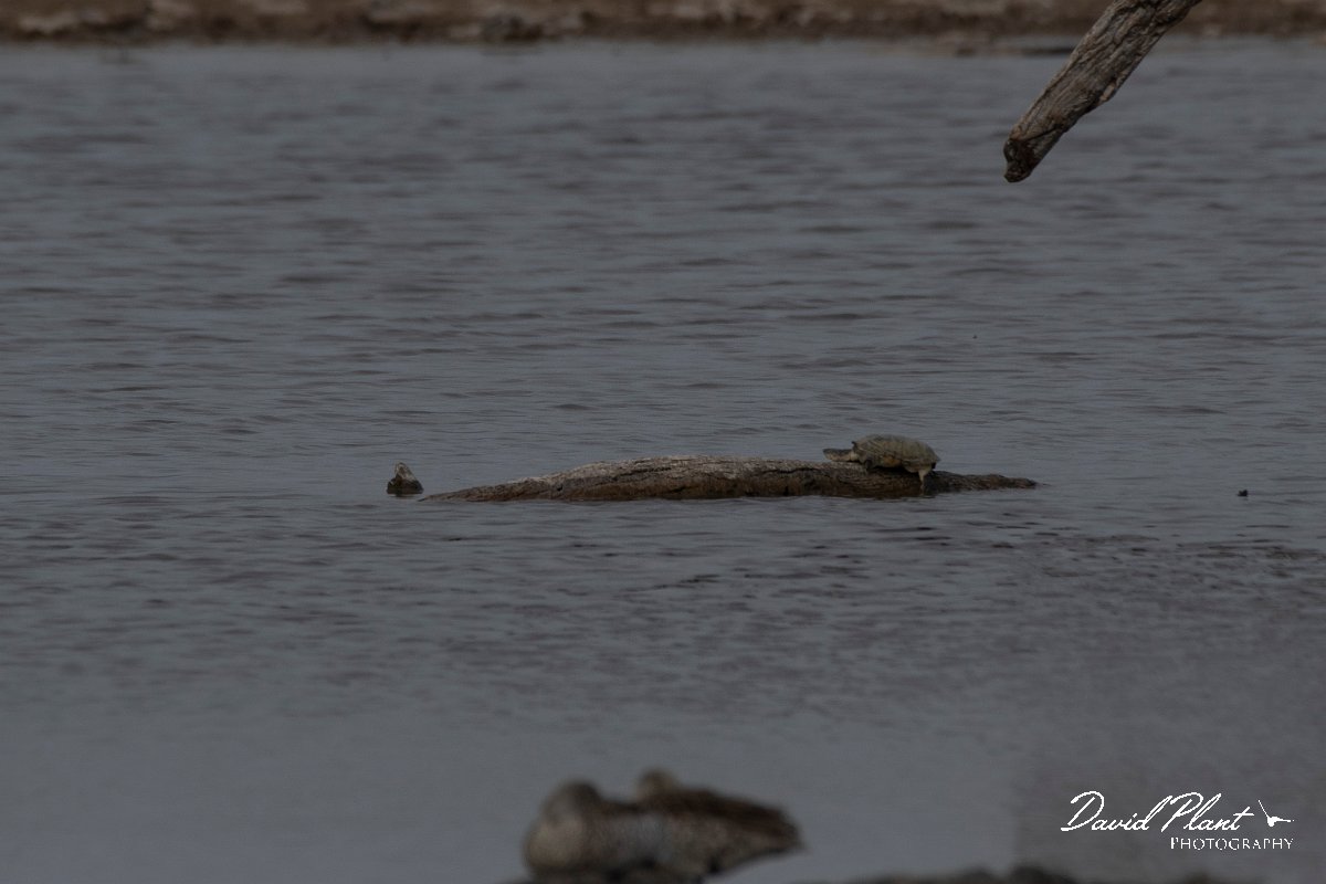 DPPhotography - Namibia - Marsh terrapin - A.jpg - Marsh terrapin - Etosha National Park