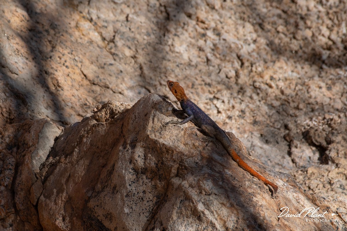 DPPhotography - Namibia - Namibian rock agama - A.jpg - Namibian rock agama - Spitzkoppe