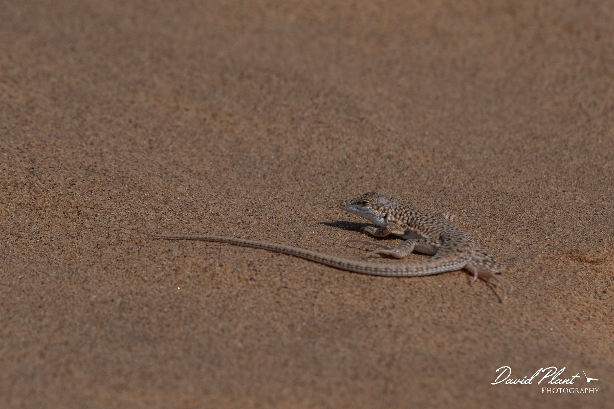 DPPhotography - Namibia - Reticulated desert lizard, Meroles reticulatus - A.jpg - Reticulated desert lizard, Meroles reticulatus - Walvis Bay Bird Sanctuary, Namibia