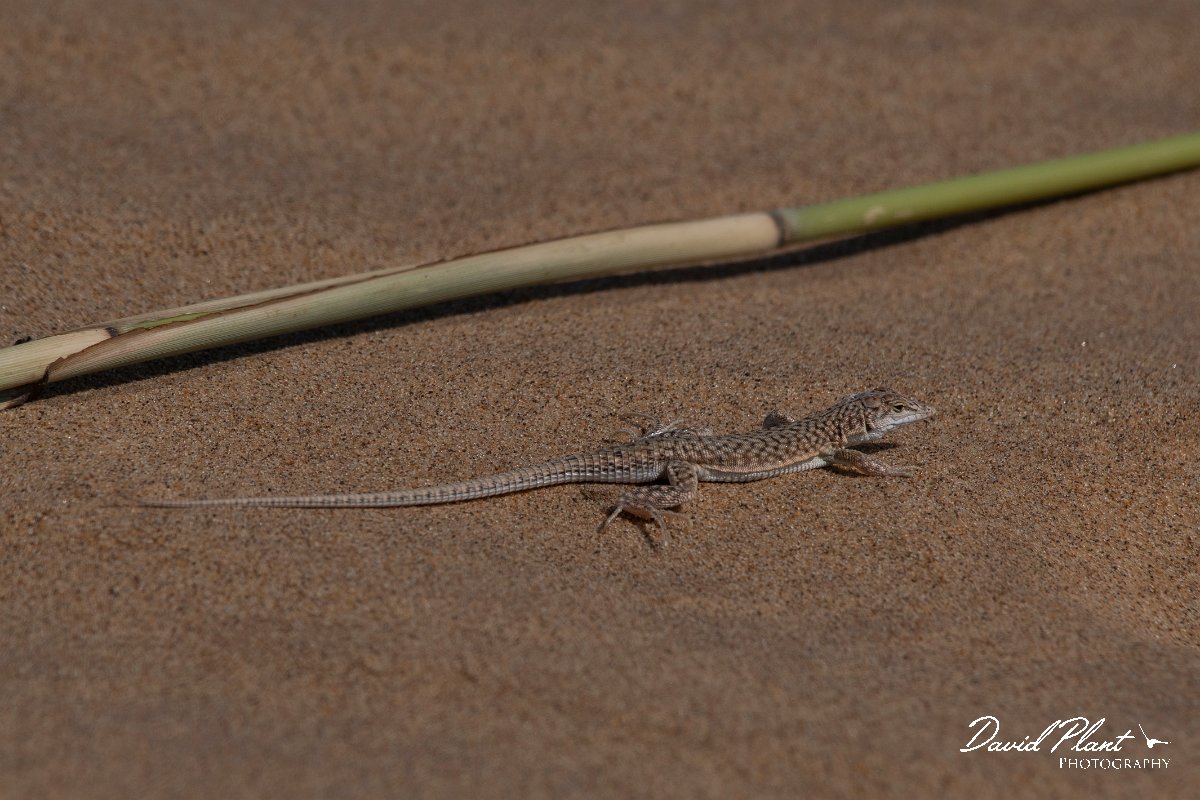 DPPhotography - Namibia - Reticulated desert lizard, Meroles reticulatus - B.jpg - Reticulated desert lizard, Meroles reticulatus - Walvis Bay Bird Sanctuary, Namibia