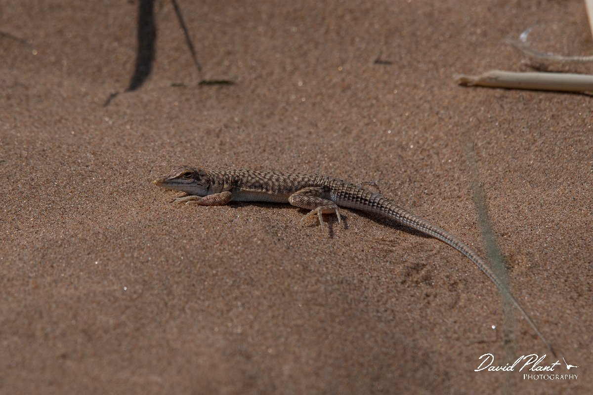 DPPhotography - Namibia - Reticulated desert lizard, Meroles reticulatus - C.jpg - Reticulated desert lizard, Meroles reticulatus - Walvis Bay Bird Sanctuary, Namibia