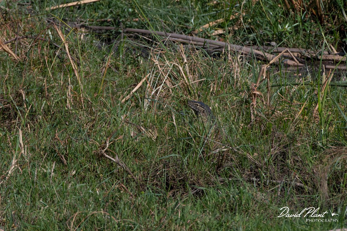 DPPhotography - Namibia - Water monitor - A.jpg - Water monitor - Mahango National Park