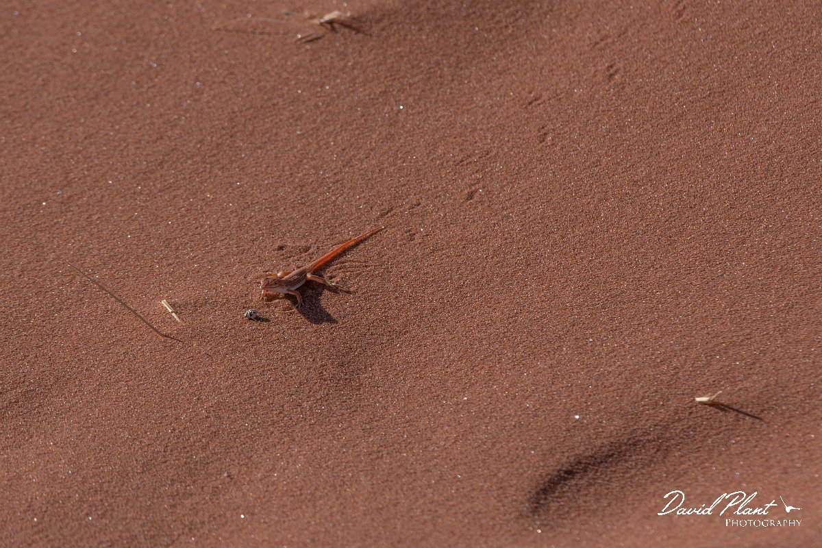 DPPhotography - Namibia - Wedge-snouted desert lizard, Meroles cuneirostris - A.jpg - Wedge-snouted desert lizard, Meroles cuneirostris - Namib-Naukluft National Park, Namibia