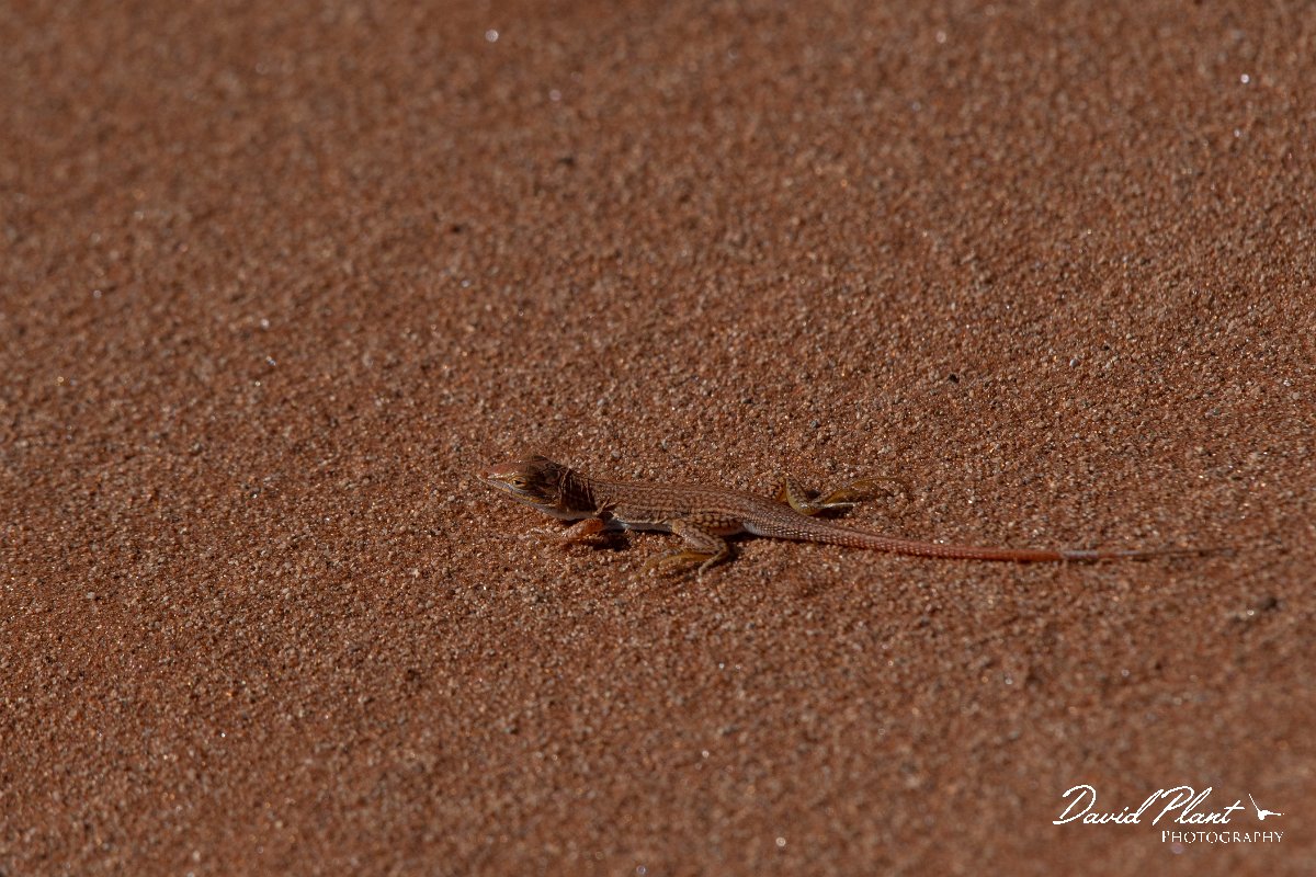 DPPhotography - Namibia - Wedge-snouted desert lizard, Meroles cuneirostris - B.jpg - Wedge-snouted desert lizard, Meroles cuneirostris - Namib-Naukluft National Park, Namibia