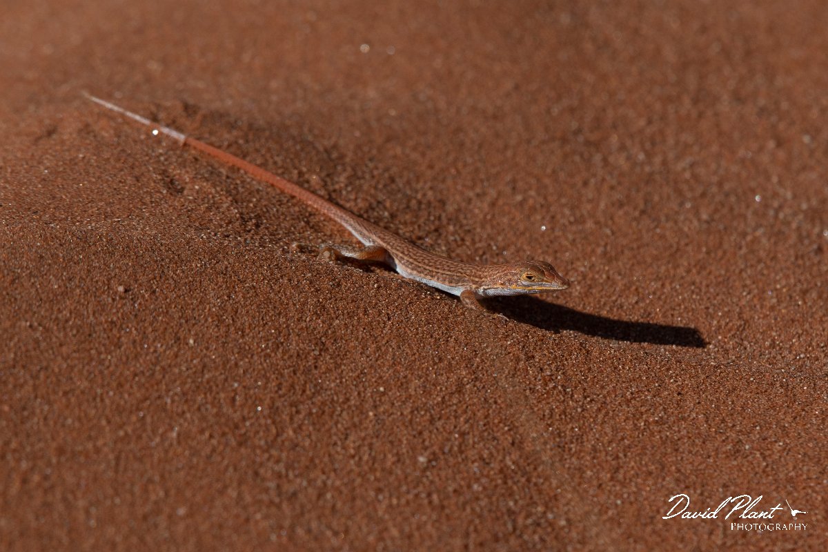 DPPhotography - Namibia - Wedge-snouted desert lizard, Meroles cuneirostris - C.jpg - Wedge-snouted desert lizard, Meroles cuneirostris - Namib-Naukluft National Park, Namibia