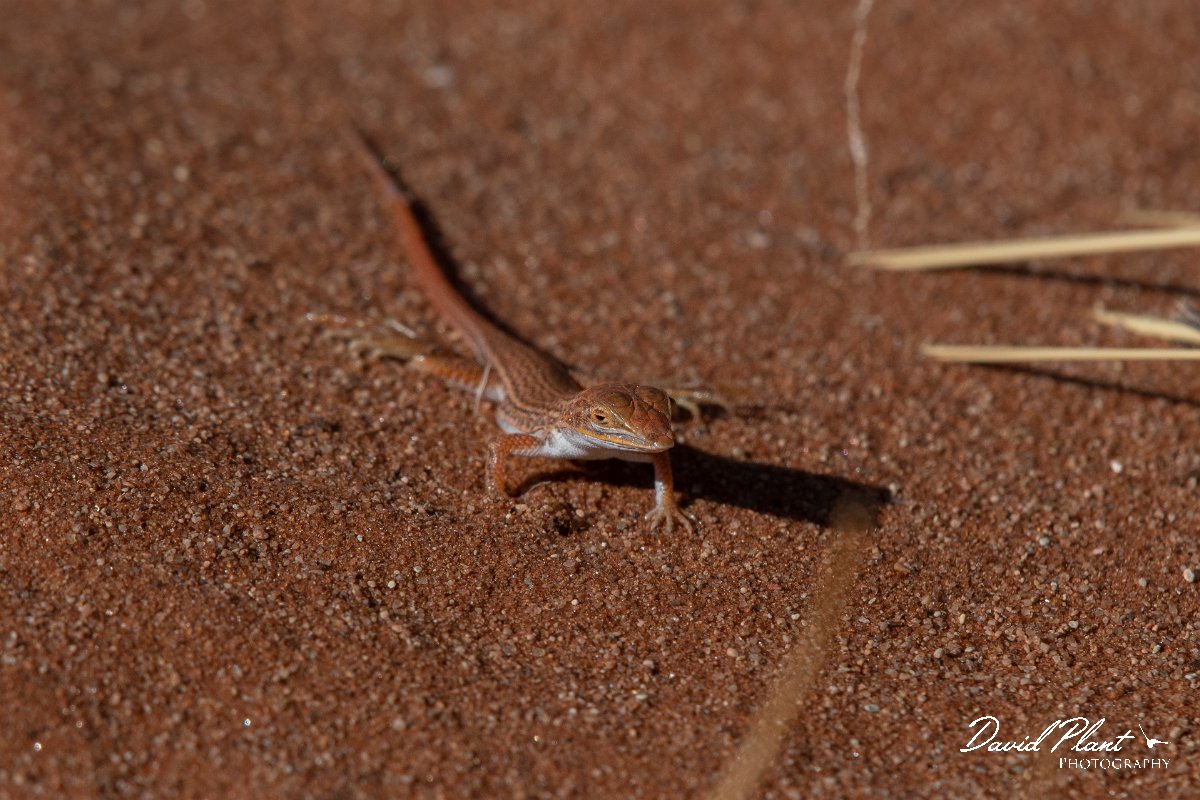 DPPhotography - Namibia - Wedge-snouted desert lizard, Meroles cuneirostris - D.jpg - Wedge-snouted desert lizard, Meroles cuneirostris - Namib-Naukluft National Park, Namibia
