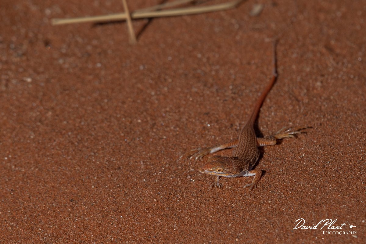 DPPhotography - Namibia - Wedge-snouted desert lizard, Meroles cuneirostris - E.jpg - Wedge-snouted desert lizard, Meroles cuneirostris - Namib-Naukluft National Park, Namibia