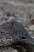 DPPhotography - Namibia - Etosha agama - A