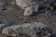 DPPhotography - Namibia - Etosha agama - B