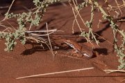 DPPhotography - Namibia - Giant desert lizard, Meroles ctenodactylus - A