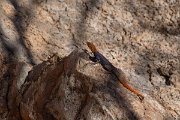 DPPhotography - Namibia - Namibian rock agama - A