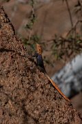 DPPhotography - Namibia - Namibian rock agama - B
