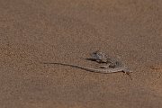 DPPhotography - Namibia - Reticulated desert lizard, Meroles reticulatus - A