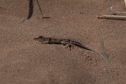 DPPhotography - Namibia - Reticulated desert lizard, Meroles reticulatus - C